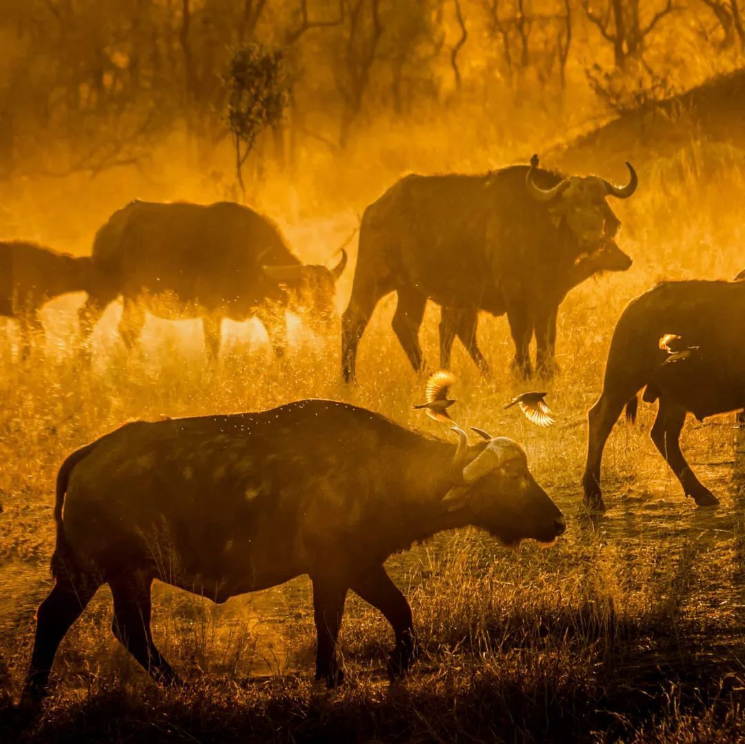 Two bulls butting heads