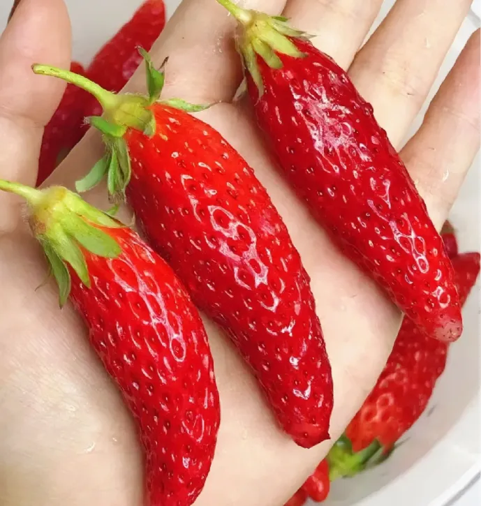 🍓🌶️Rare Chili Strawberry Fruits Seeds💥🔥
