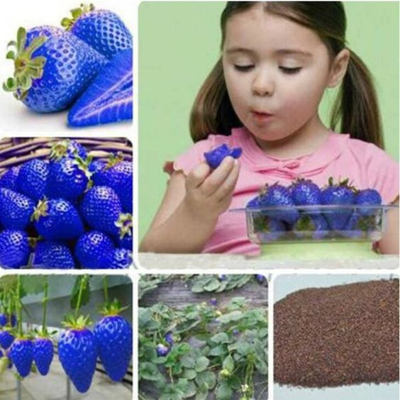 Mix Strawberry Seeds for Planting colored strawberries-Heirloom Non-GMO