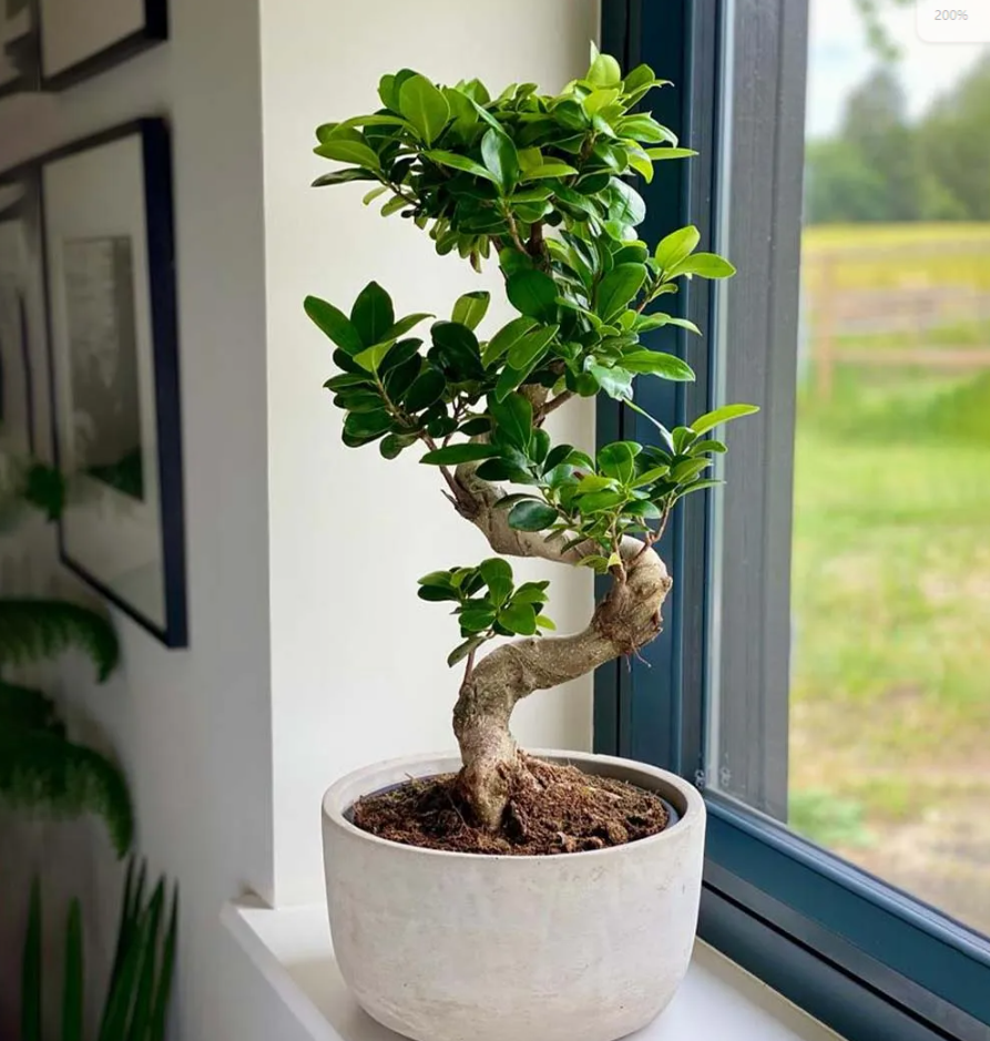 Bonsai Ficus Ginseng & Pot Radenes
