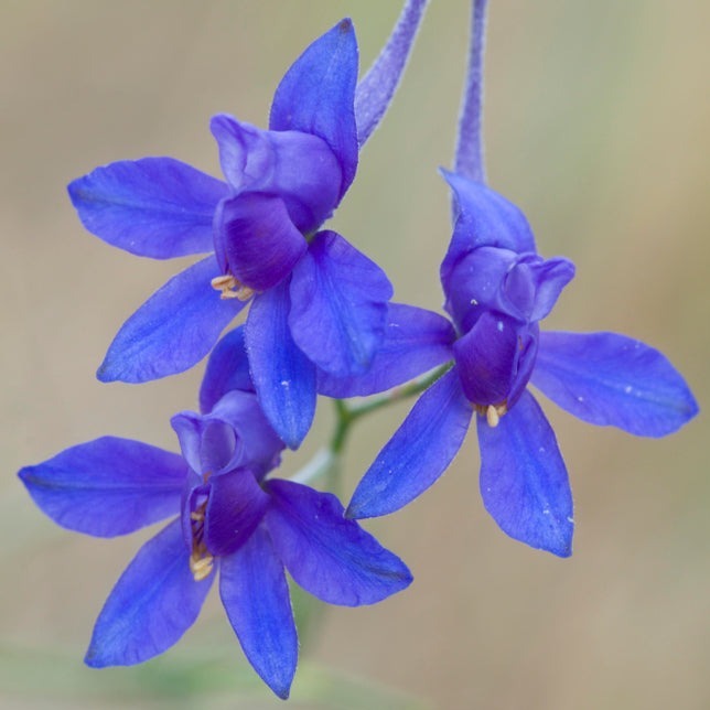 Larkspur Blue Cloud Flower X 100 Seeds VigginsGarden