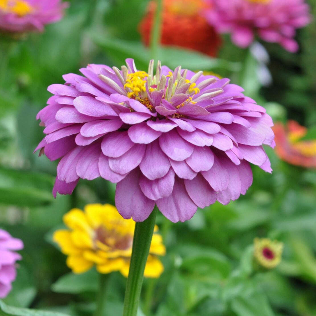 Zinnia Benary's Giant Lilac Flower | X 30 Seeds - Viggins-Garden