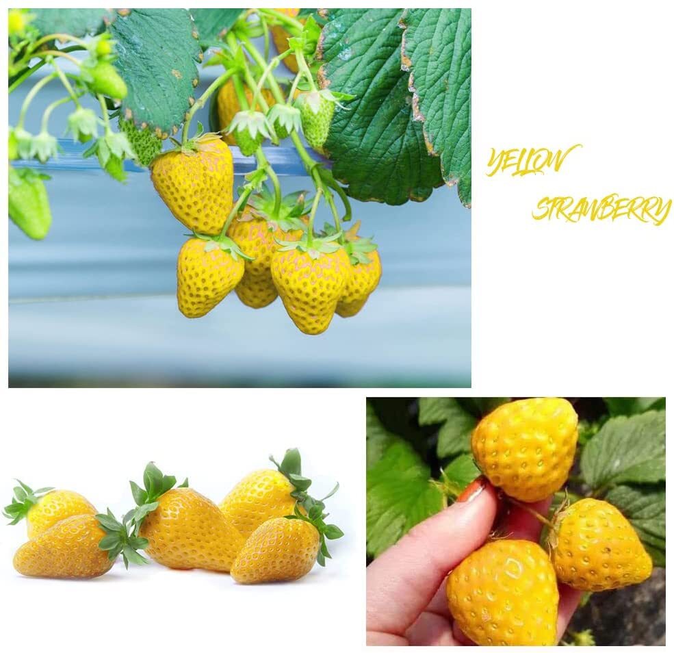 100+ Mix Strawberry Seeds for Planting - Heirloom Non-GMO Red Yellow Blue White Climbing Strawberry
